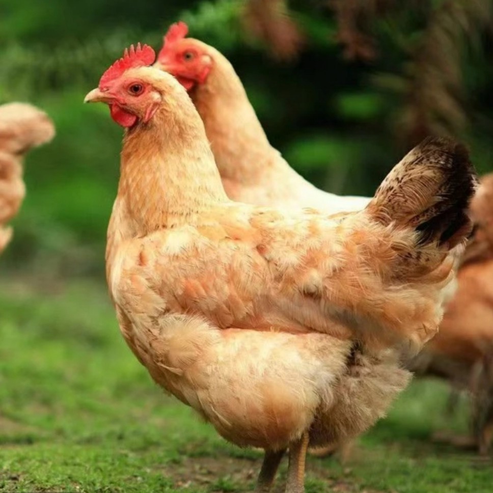 淮南土鸡 宠物鸡 长尾鸡50只（活的顺丰包邮）