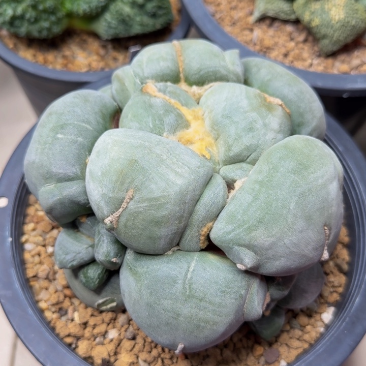 尤宽6.3的大白馒头群