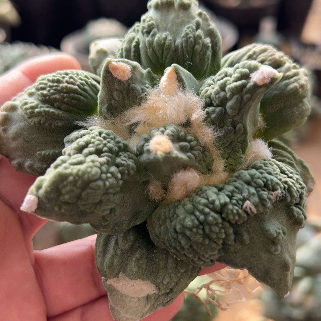 无花朵005实生怒涛10cm