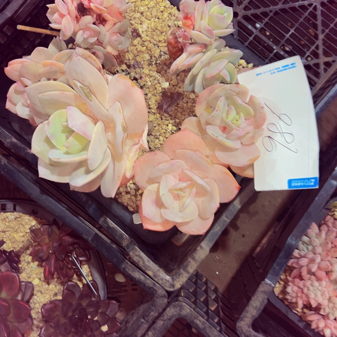 *****986号一物一拍脱土包邮