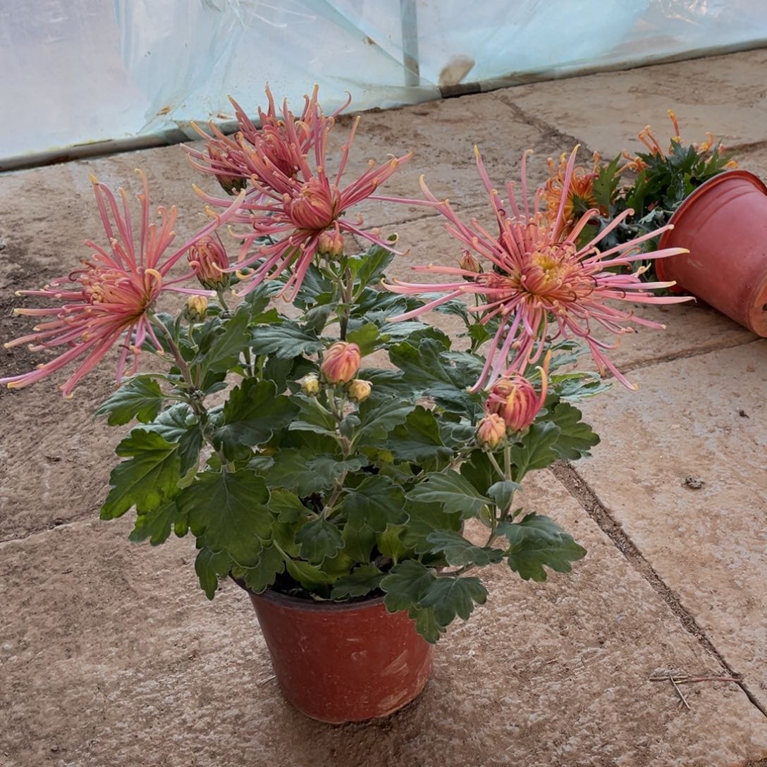 完全开放粉色丝菊原盆