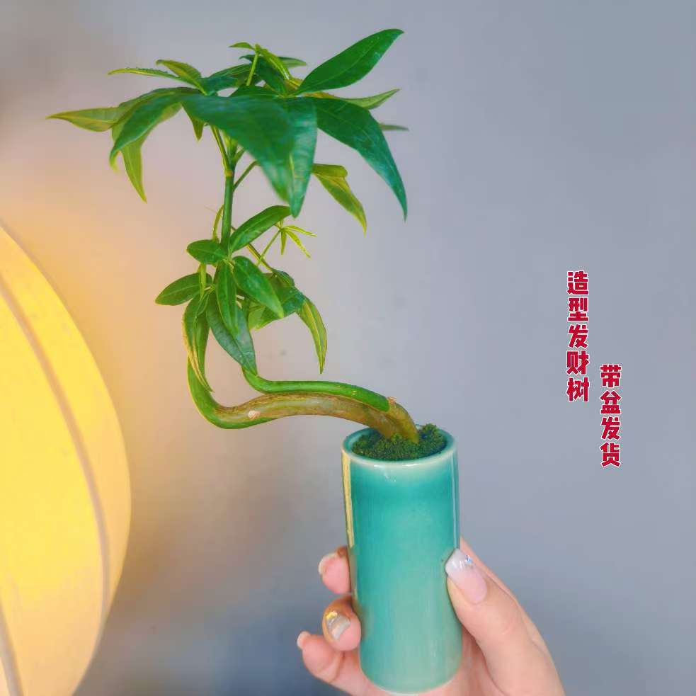 造型【发财树】精品陶瓷盆办公桌室内室外盆栽绿植好养绿植喜庆