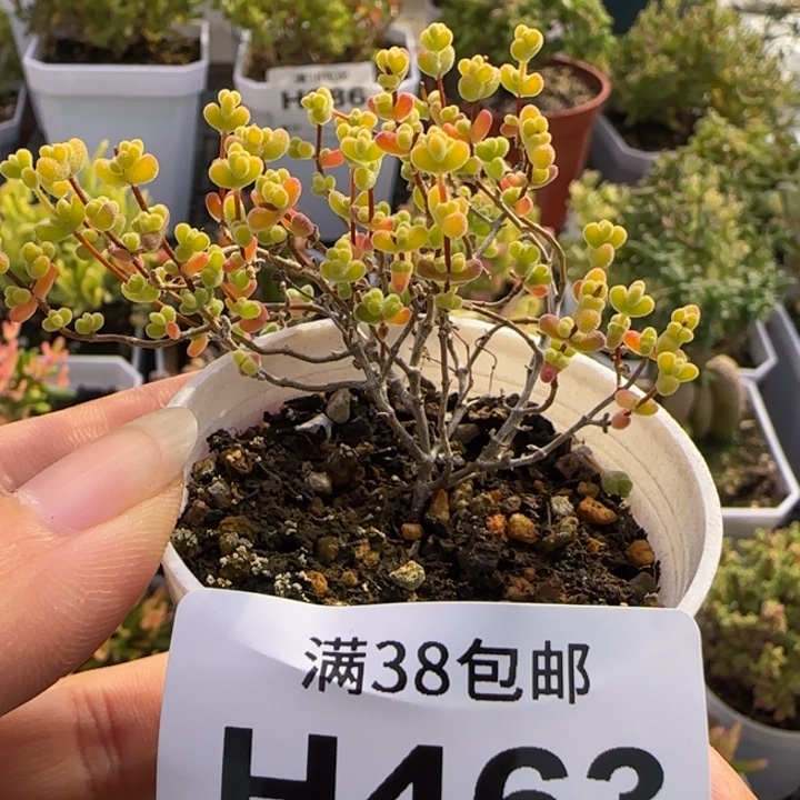 2***3463-多肉植物枝干黄锦莱斯