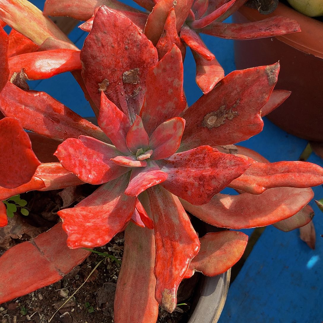 限***人    砖石锦多肉12086