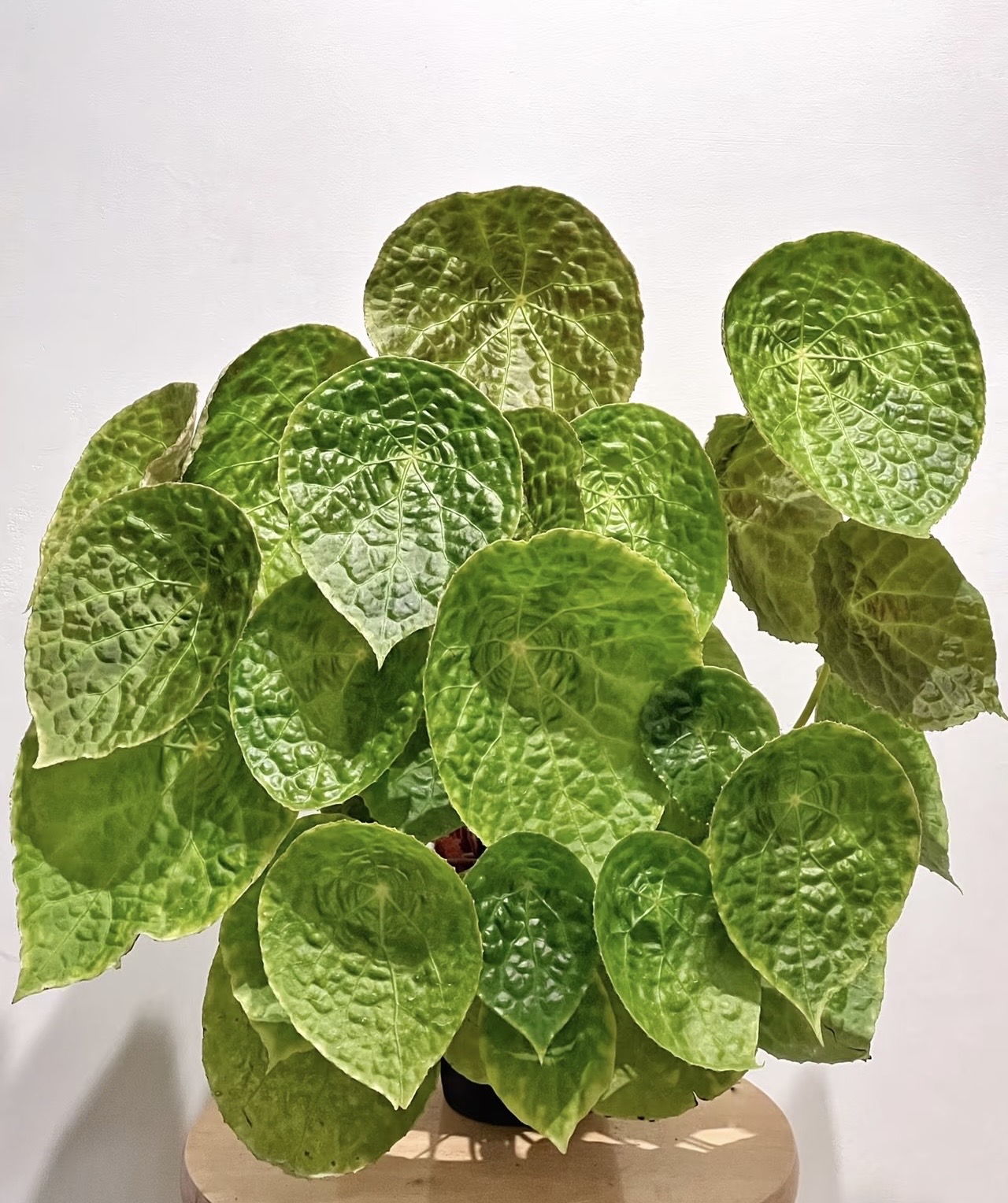 福寿秋海棠原产室内高档耐阴圆形叶可爱绿植盆栽