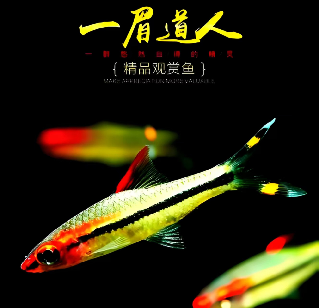 一眉道人小型热带淡水鱼适合草缸群游活体小型热带观赏鱼