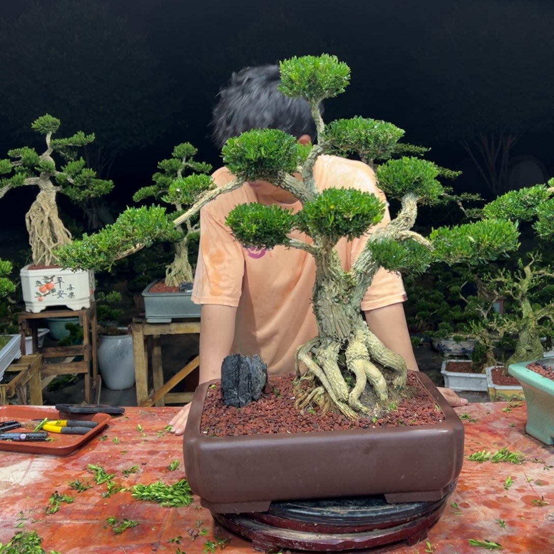 上***馆无花朵广东皱皮雀舌黄杨