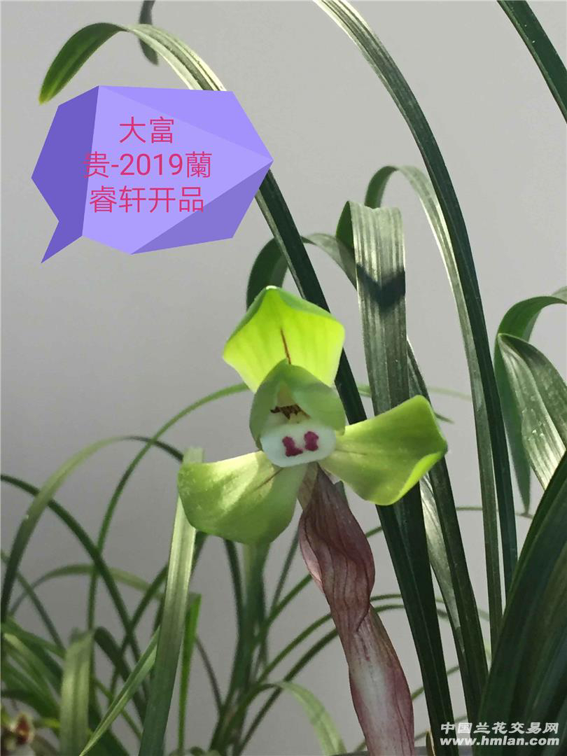 南通兰睿轩兰花五宝（30-100）