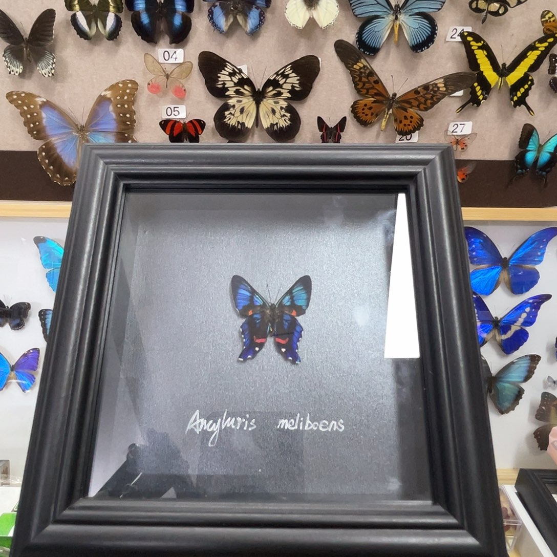 有机玻璃蝴蝶标本