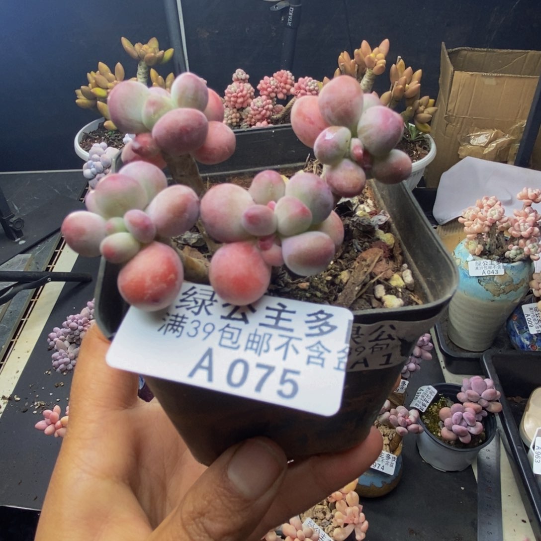 075苹果奶一代多肉4c m