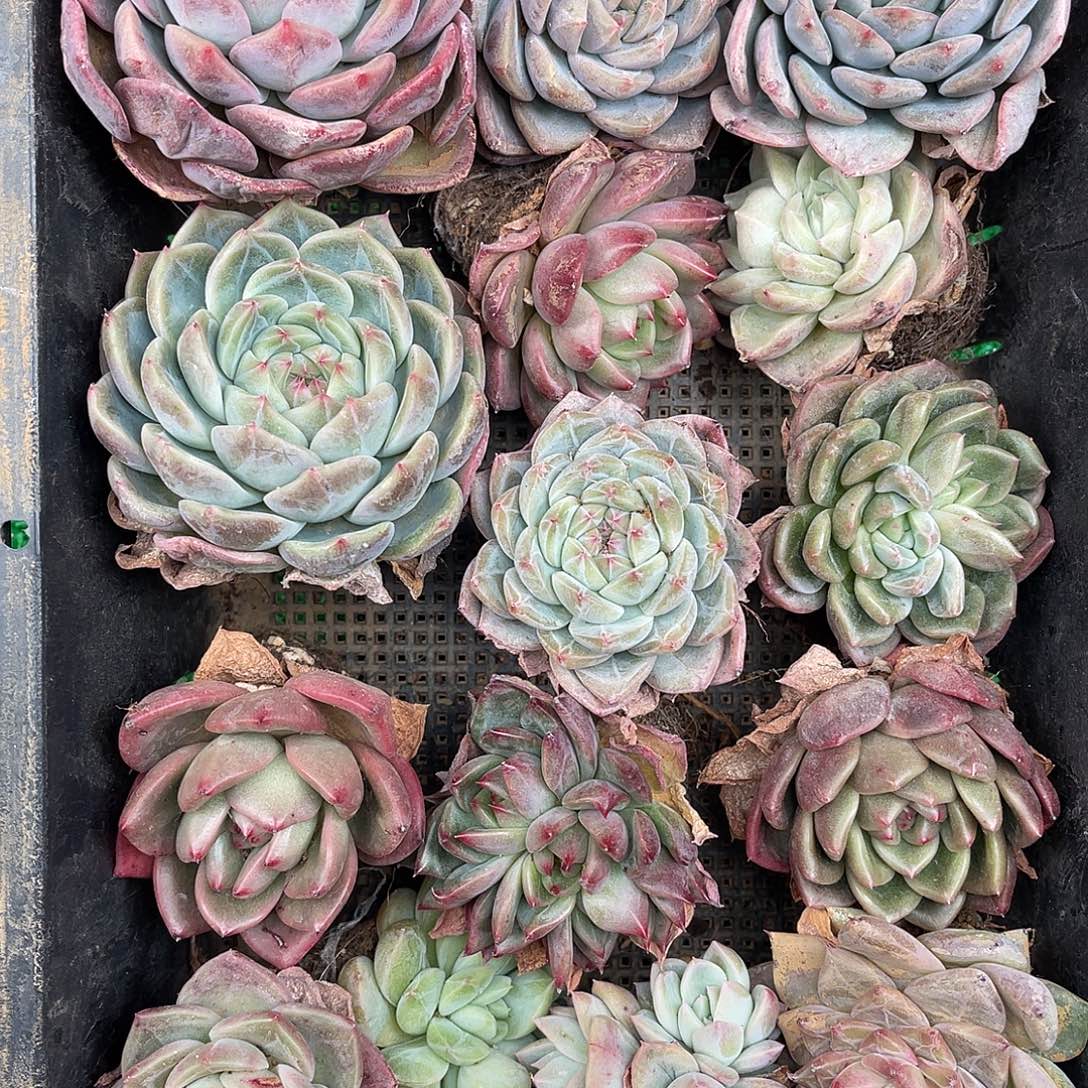 多肉一物一拍23-99