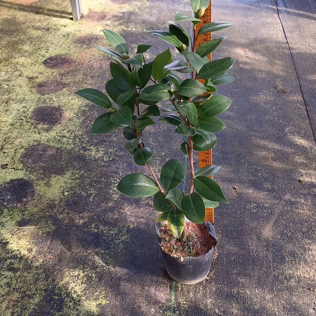 少量花朵（建议范围：2朵-5朵 或40%以下）紫琪