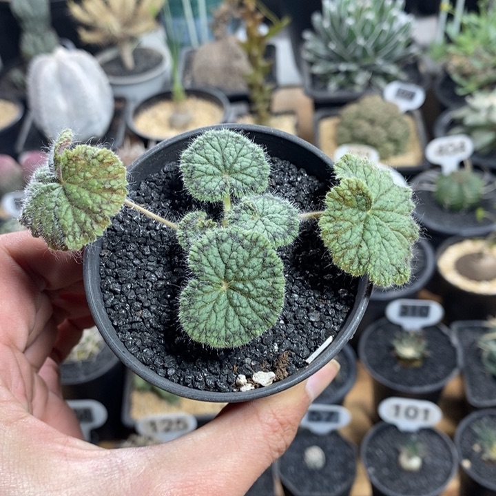 实生圆叶洋葵323号1.5cm