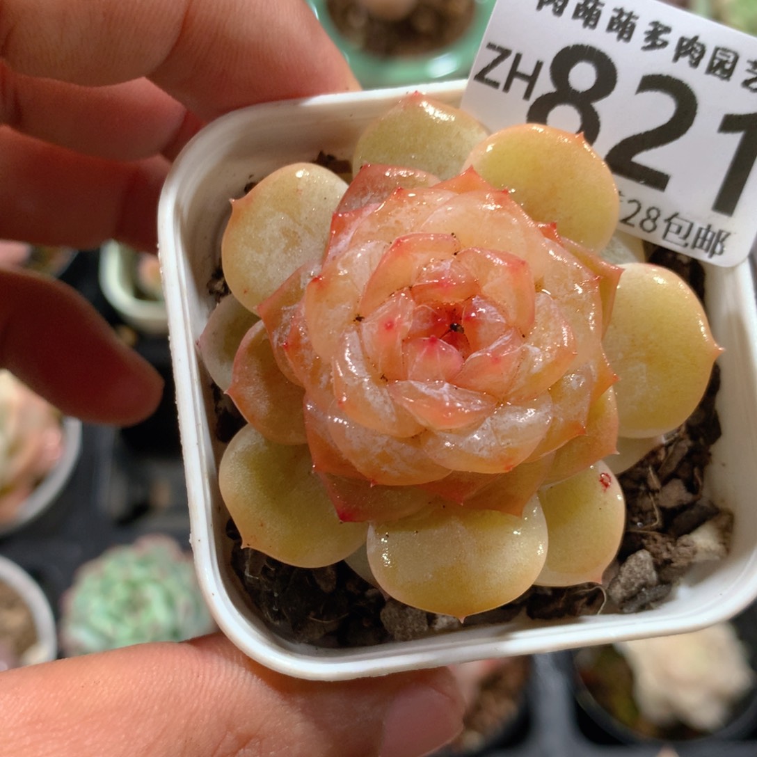 5CM拇指盆精控多肉ZH821