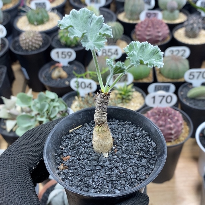 实生枝干洋葵108号1.5cm