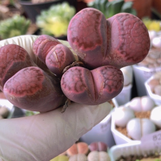 8200，有点干紫饼群老皮老疤