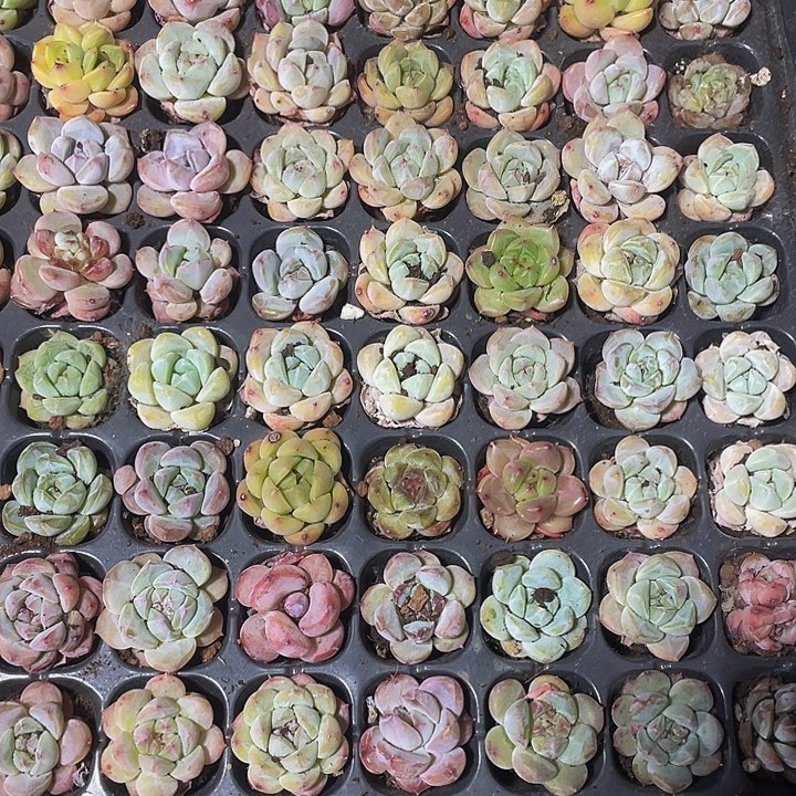 小梦奇杂一元一颗