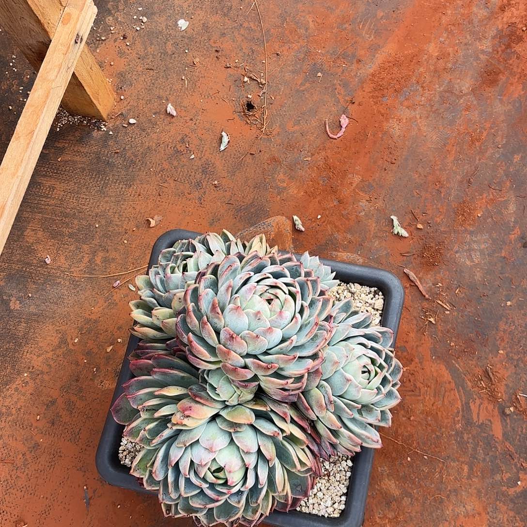 梅***夕杂交多肉植物多肉