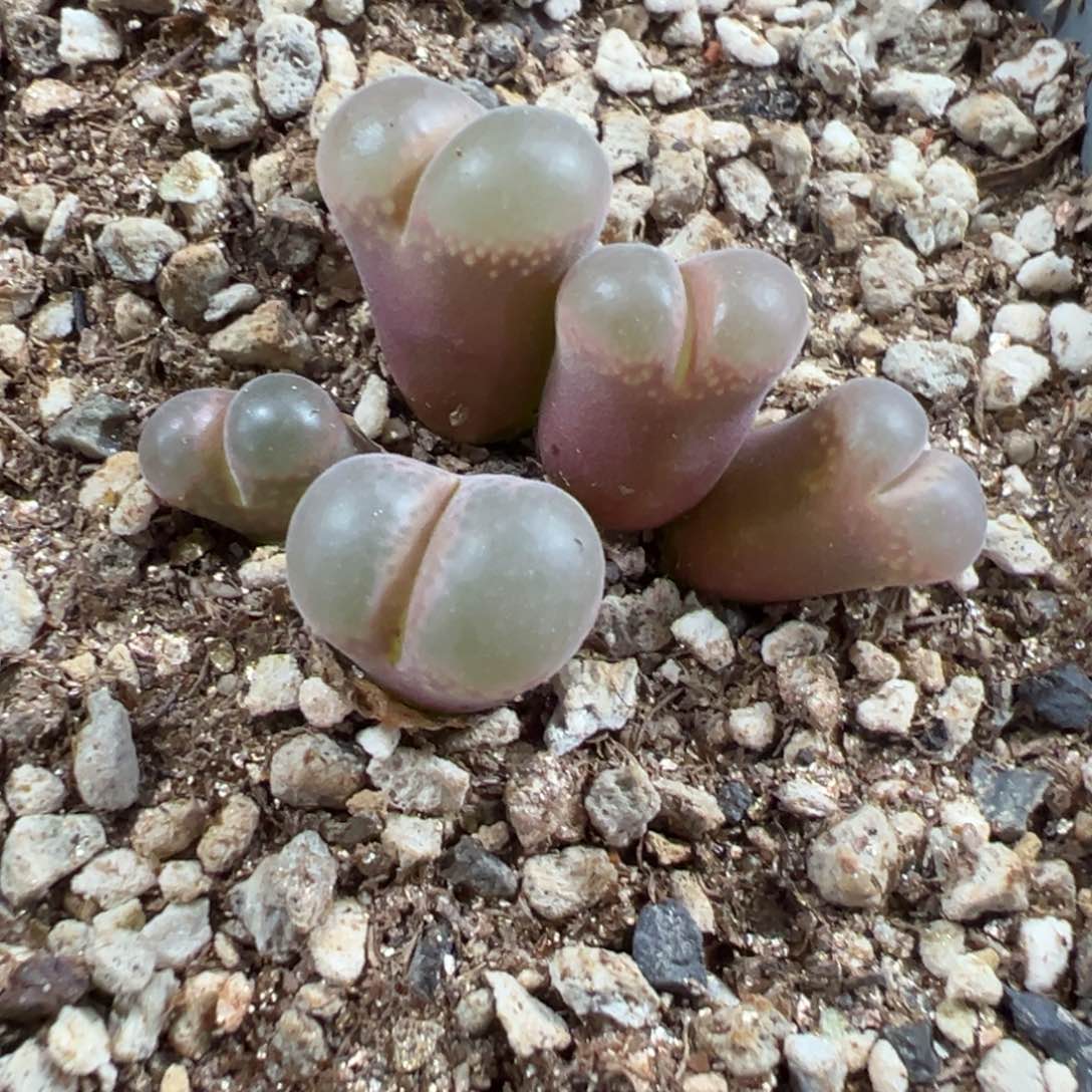 6-274帕法德风铃多肉