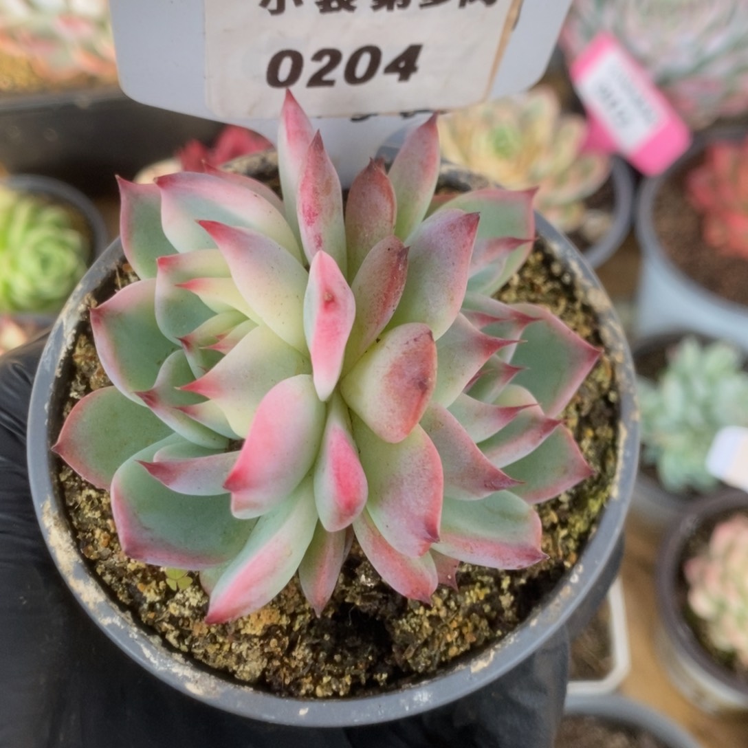 ?****芙204吉娃娃锦锦锦锦锦