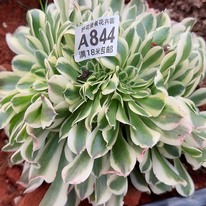 多肉 迈巴赫缀化多破法师