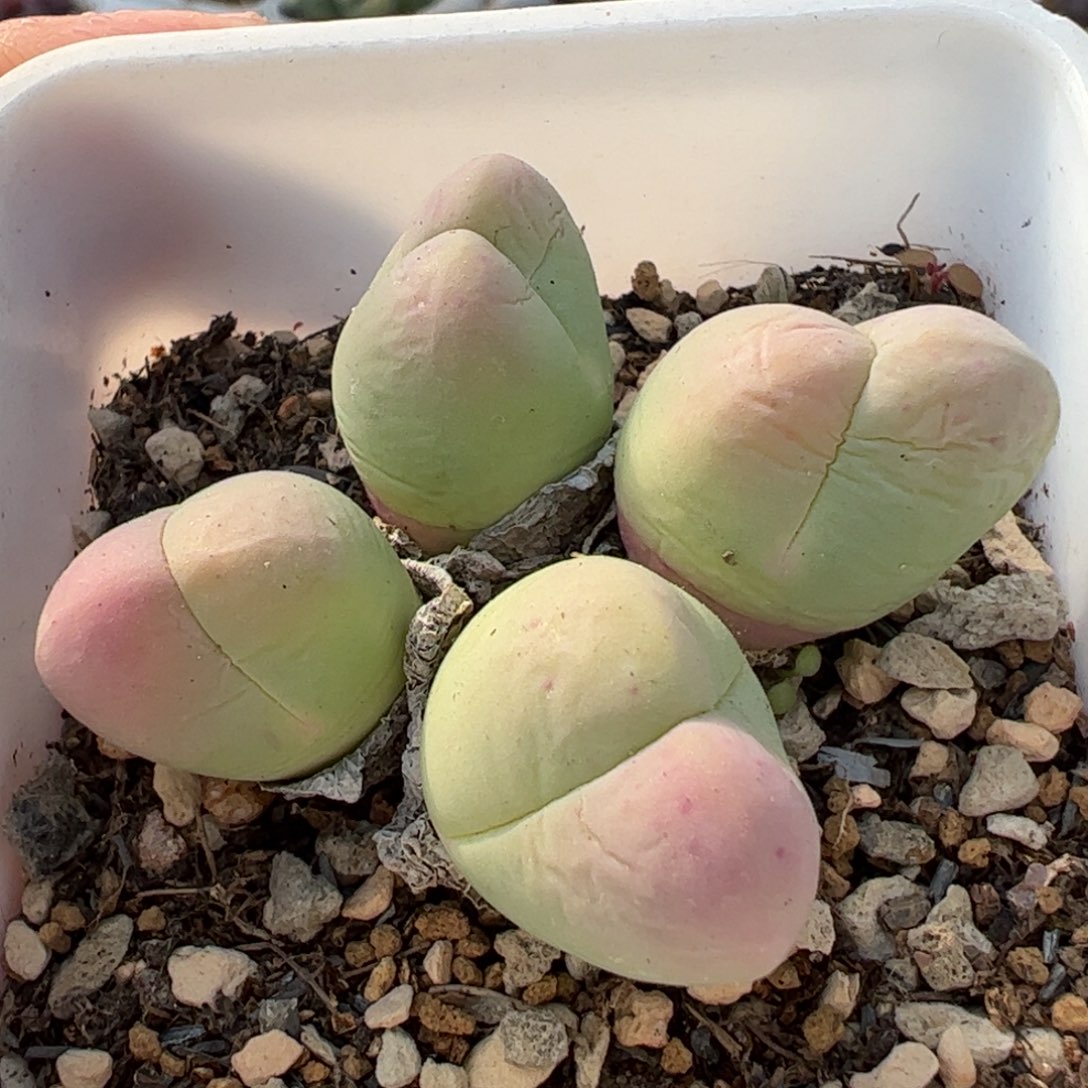 632多肉植物组合