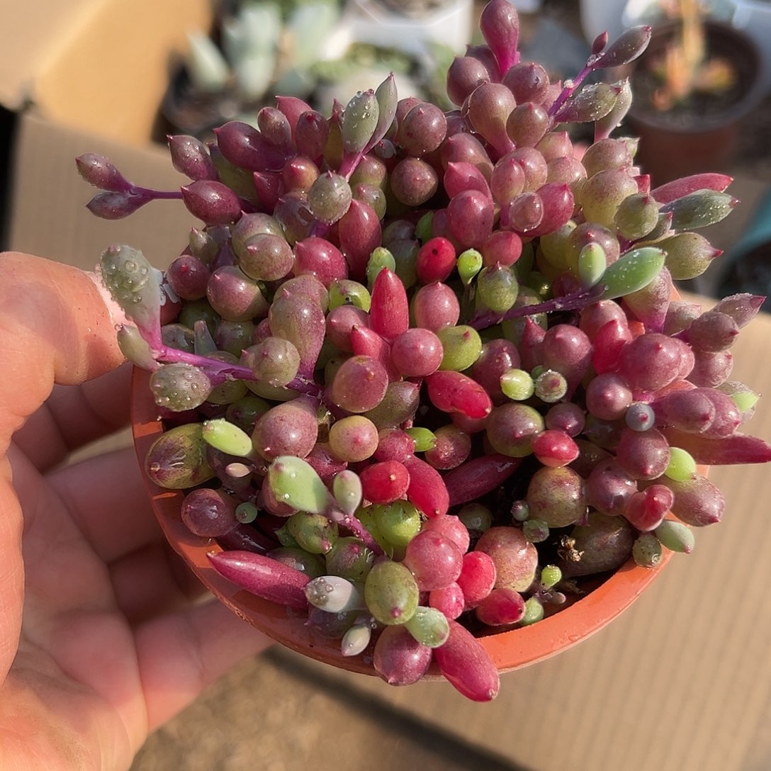 多肉植物紫葡萄群