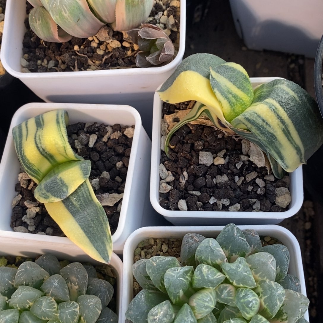 一颗卧牛锦 两颗一起400 开播福利