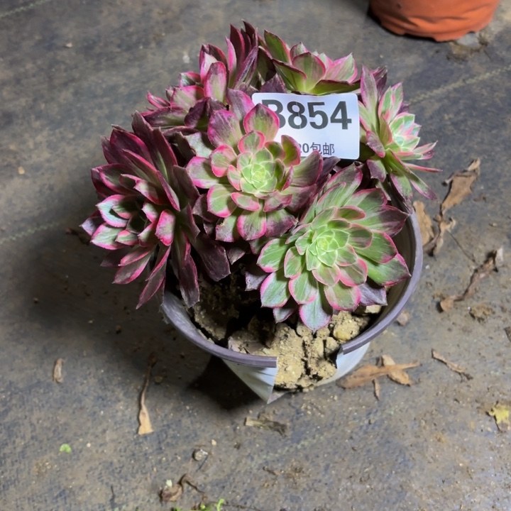 瑞妈，，，，，，854万花筒，