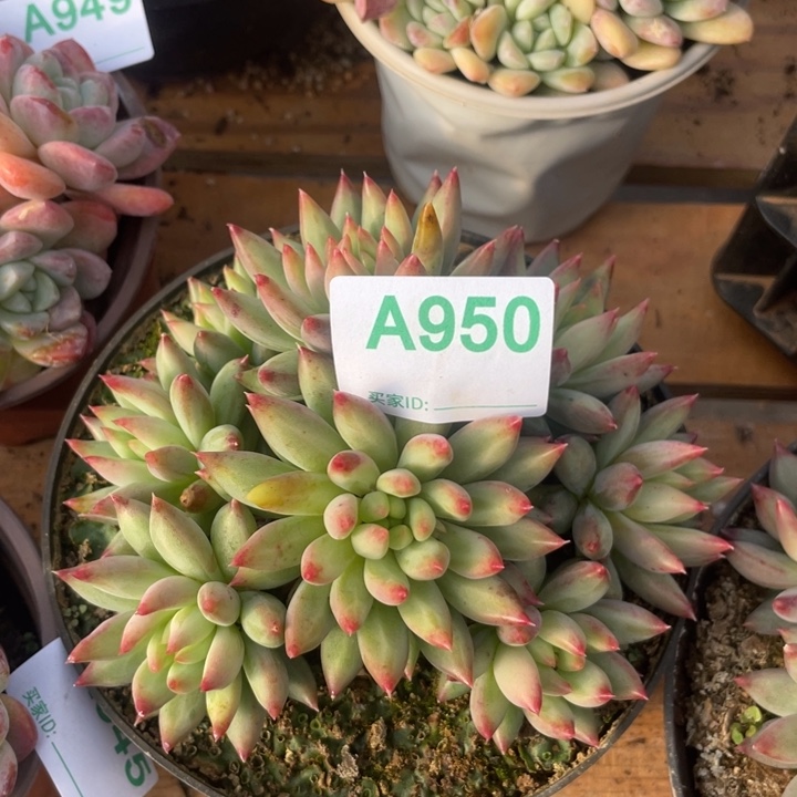 哈哈哈哈哈哈哈哈950
