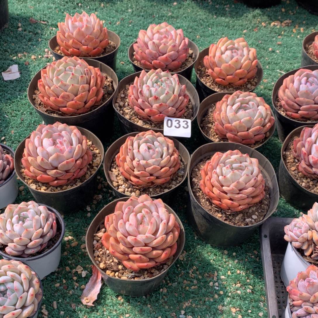 033橙子多肉植物组合