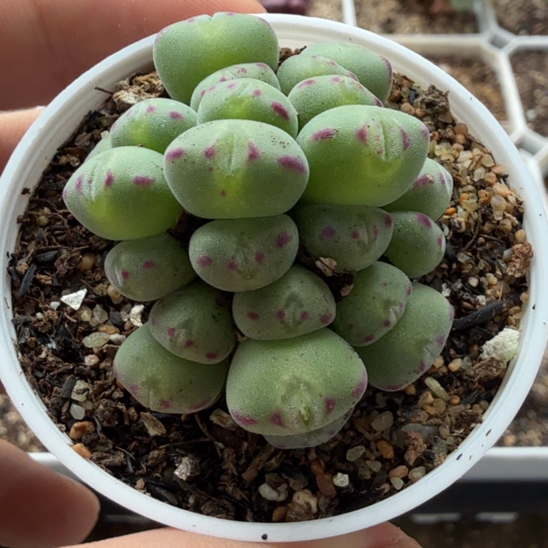  多肉植物            