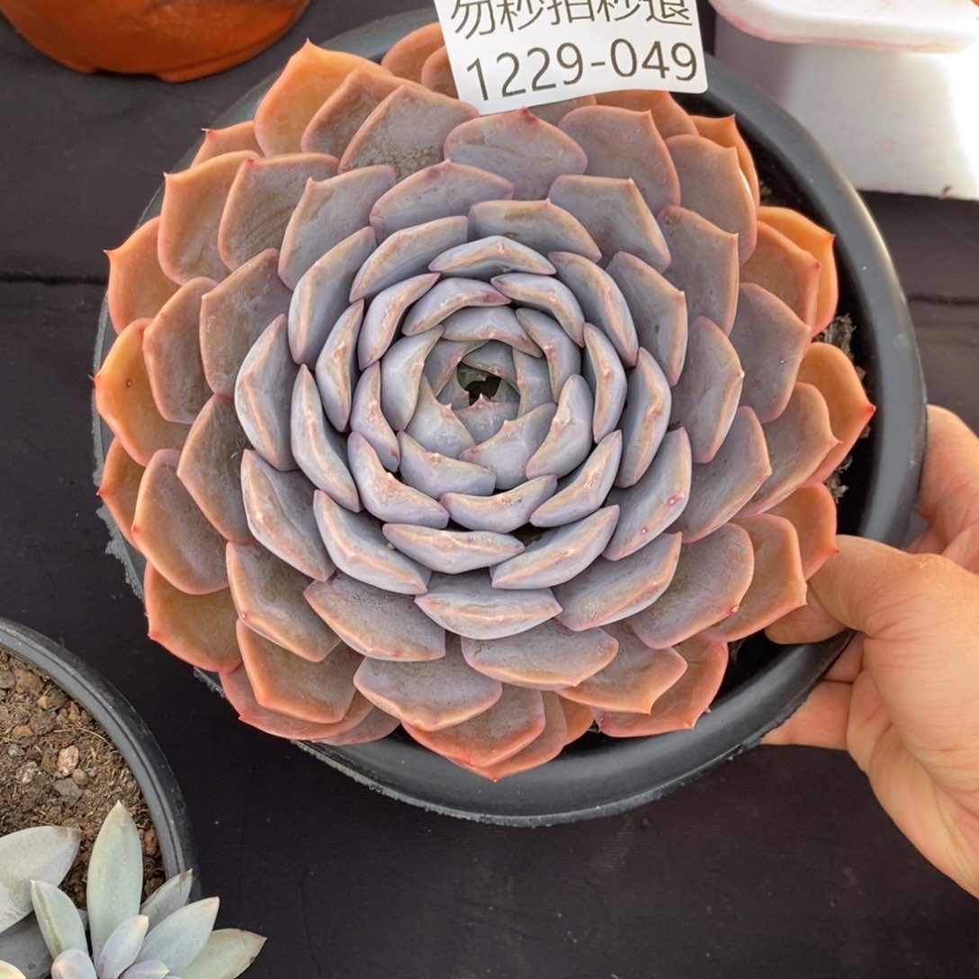 两单包邮1229-49菲哦娜