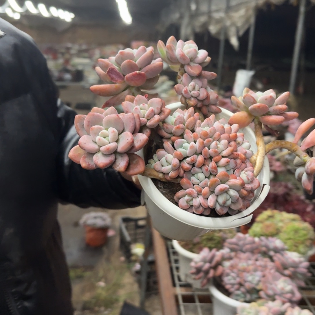 红洛神整装整群，八亩地