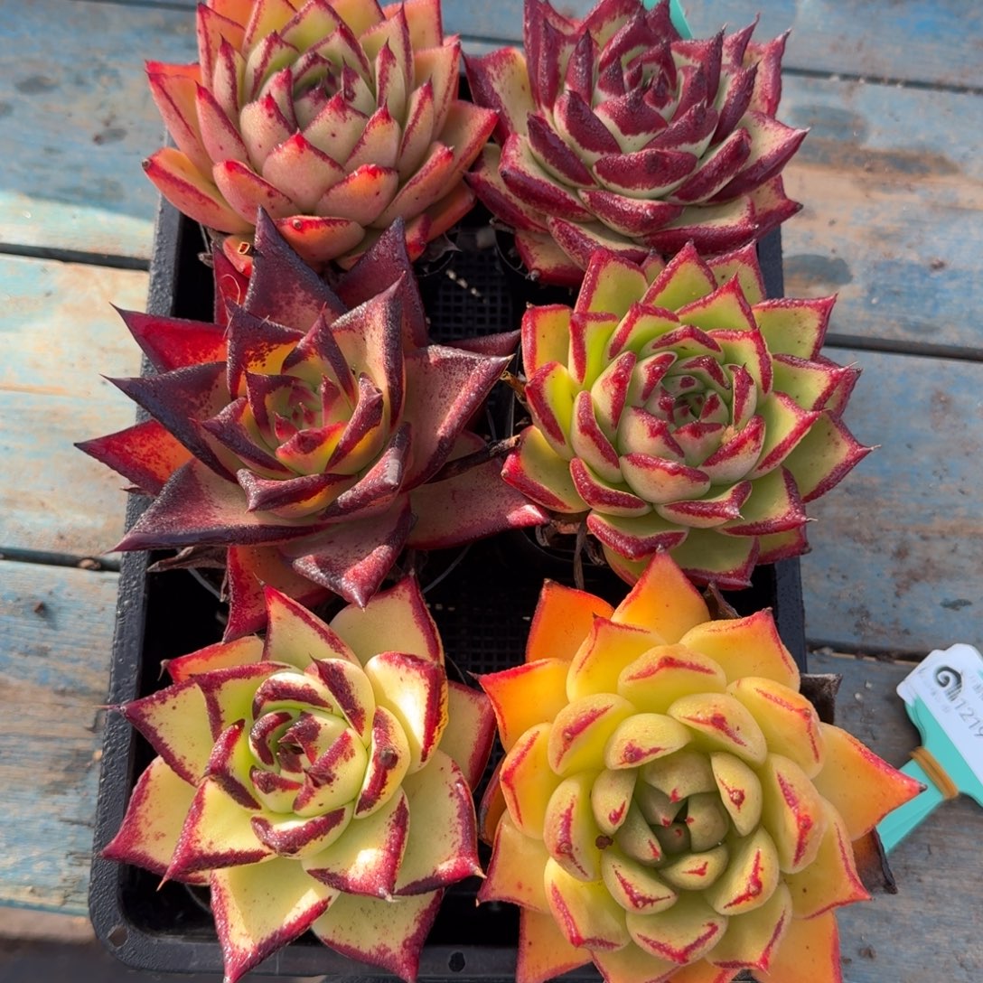 从前慢多肉精选编号1219.38