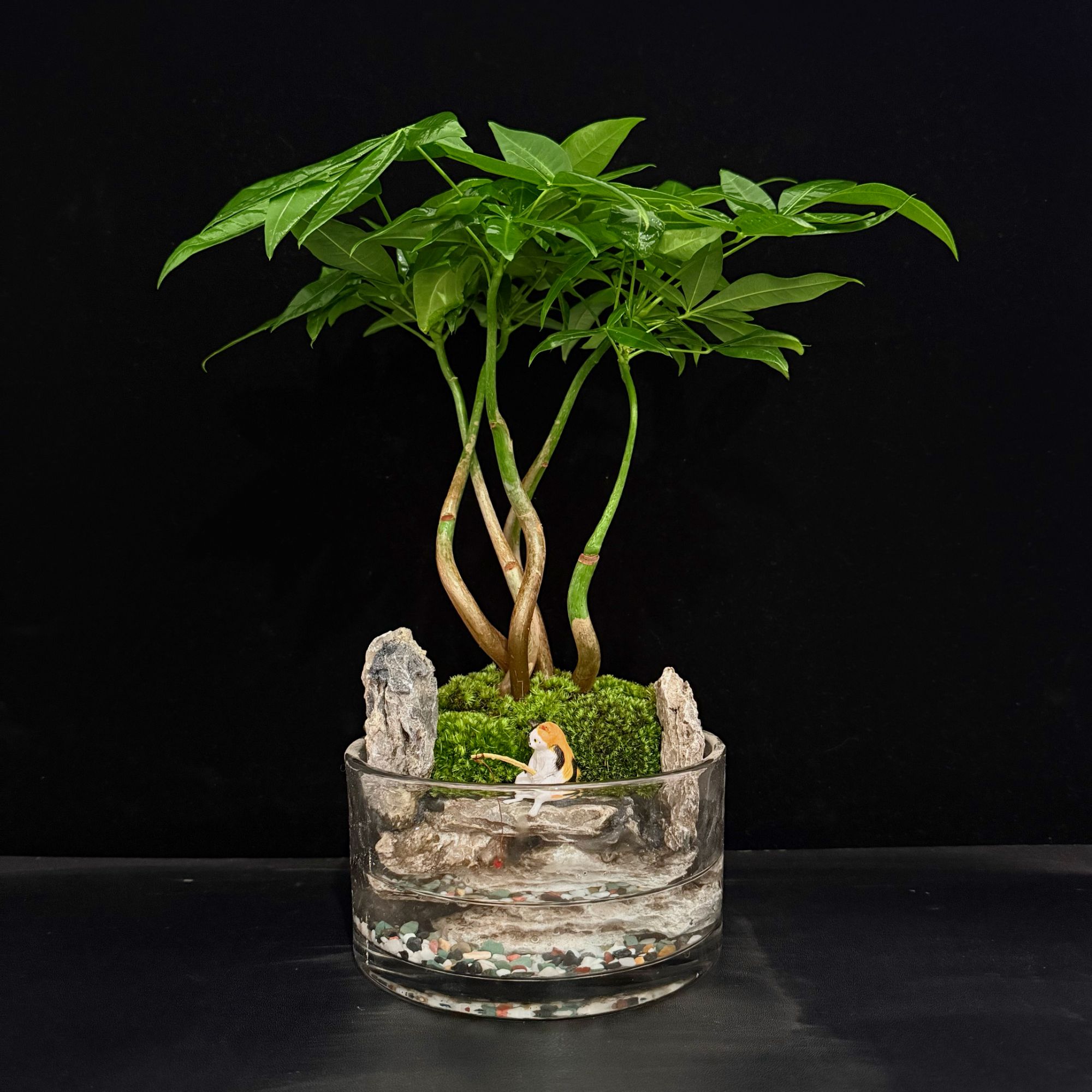 【财到家】新疆包邮-尺寸15cmx8cm圆缸奇异发财树青龙石中式造景