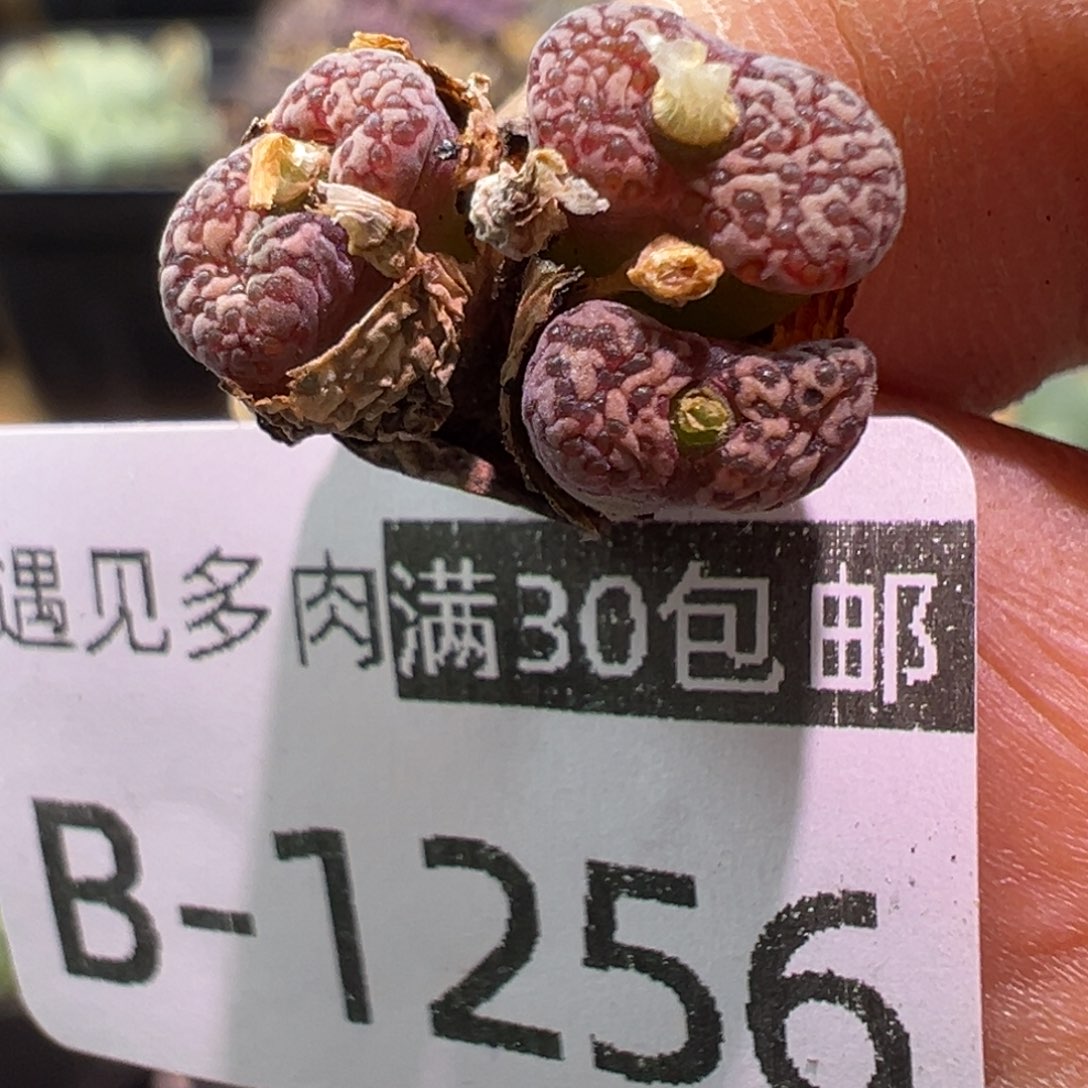 多肉植物11111111111