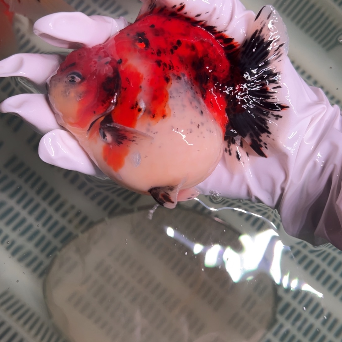 金***羽金鱼你好吗我好想你啊