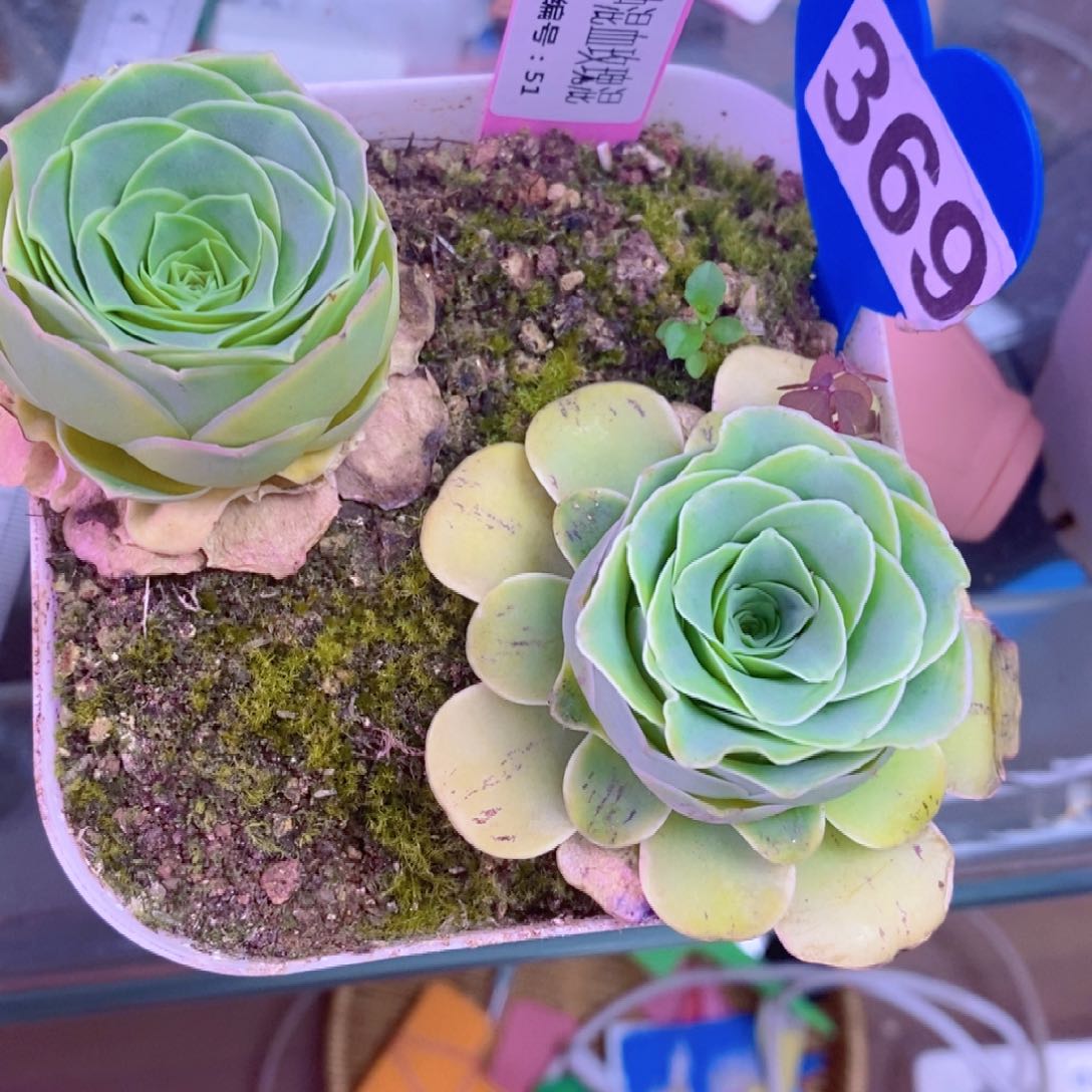 红陶ww005山地玫瑰两颗