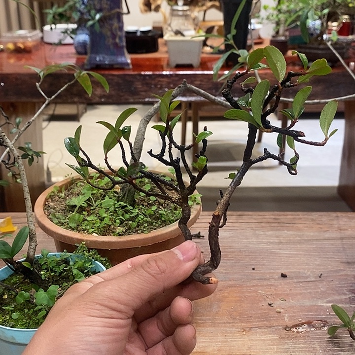 帝***爸完全开放海岛春花111