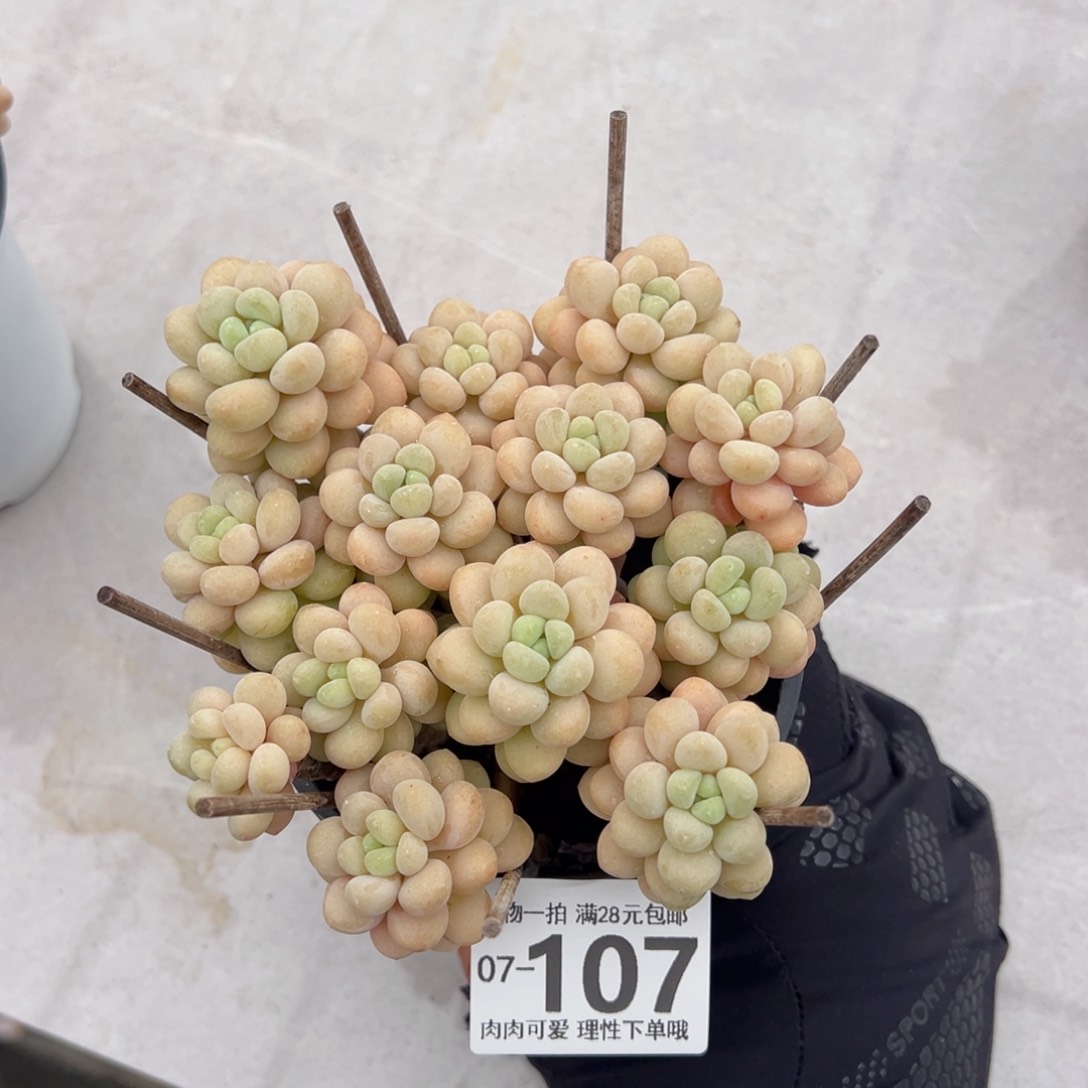 你****嘎洛可可多多肉多肉多肉多肉