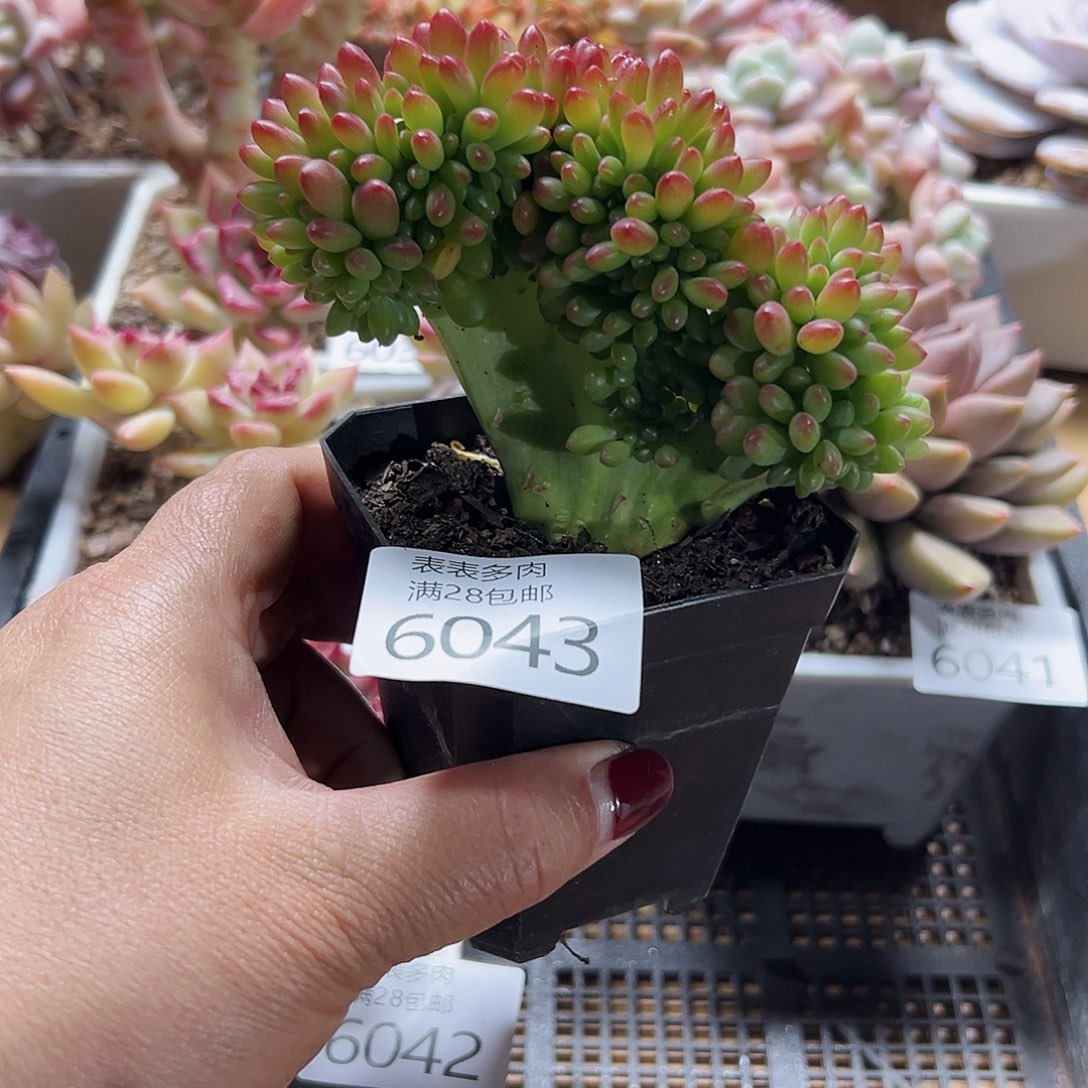 9号我们的确是一个6043