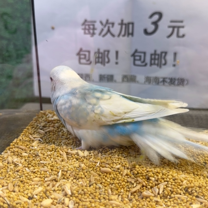 虎皮鹦鹉大头虎皮鹦鹉