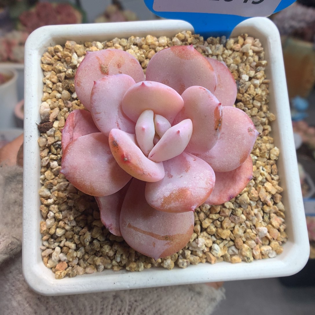 1049奶茶多肉植物一物一拍