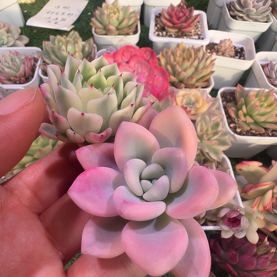 :***生多肉植物多肉植物