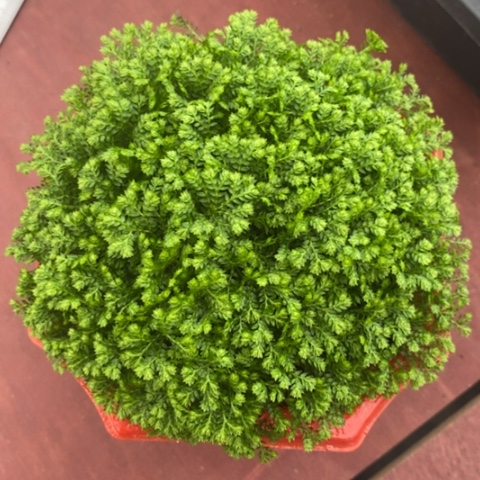 绿草群生12仙人球