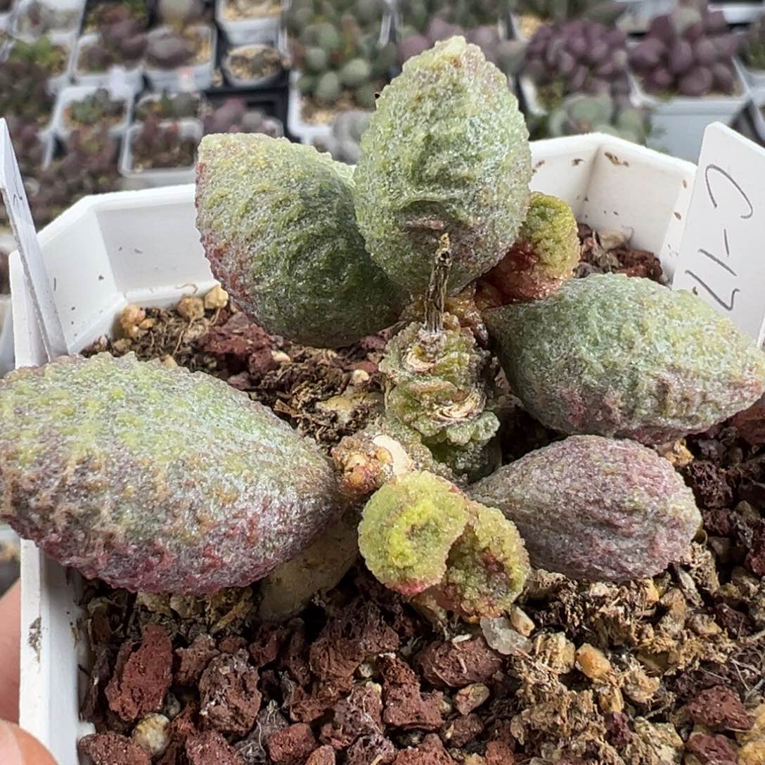 实生多头纯木质桩多肉植物水泡