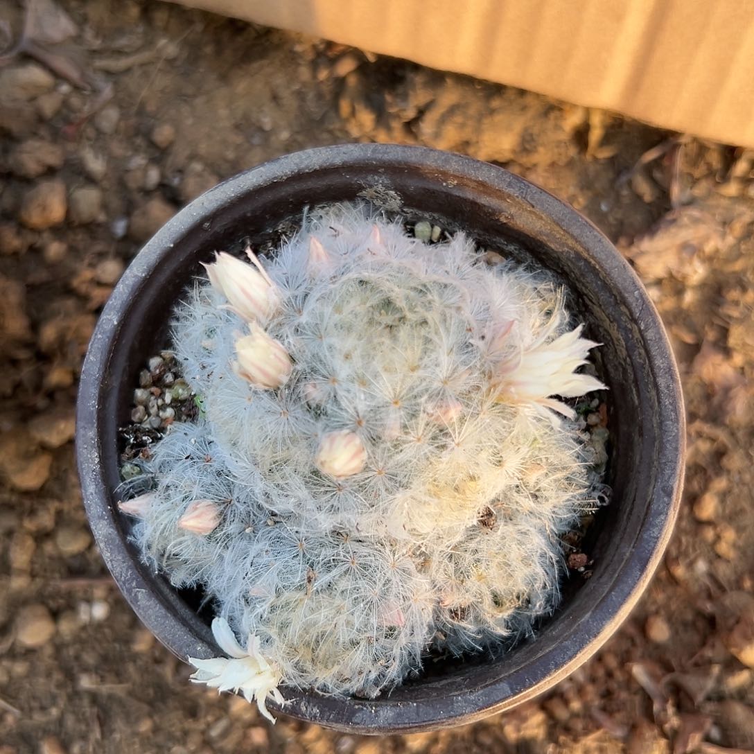 这壳呃呃呃呃呃呃