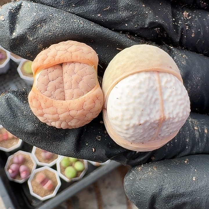 生石花11111。    22