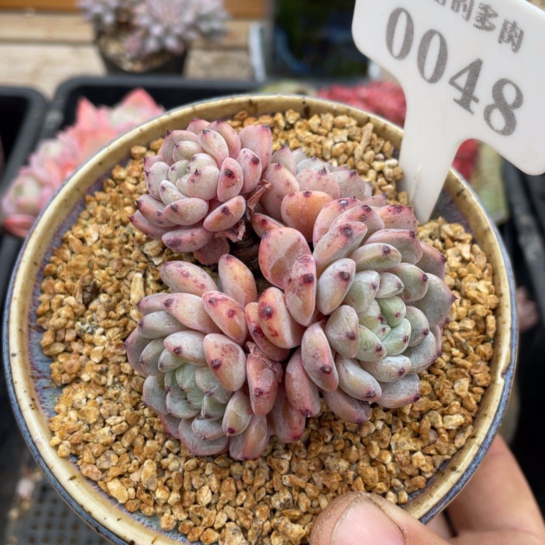 0048雪爪不带盆7厘米有砍